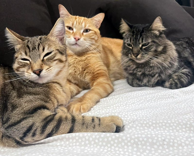 gatos